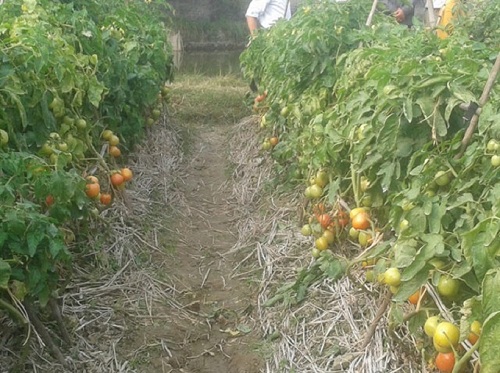 TOP 9 bệnh cây trồng thường gặp phải và cách khắc phục