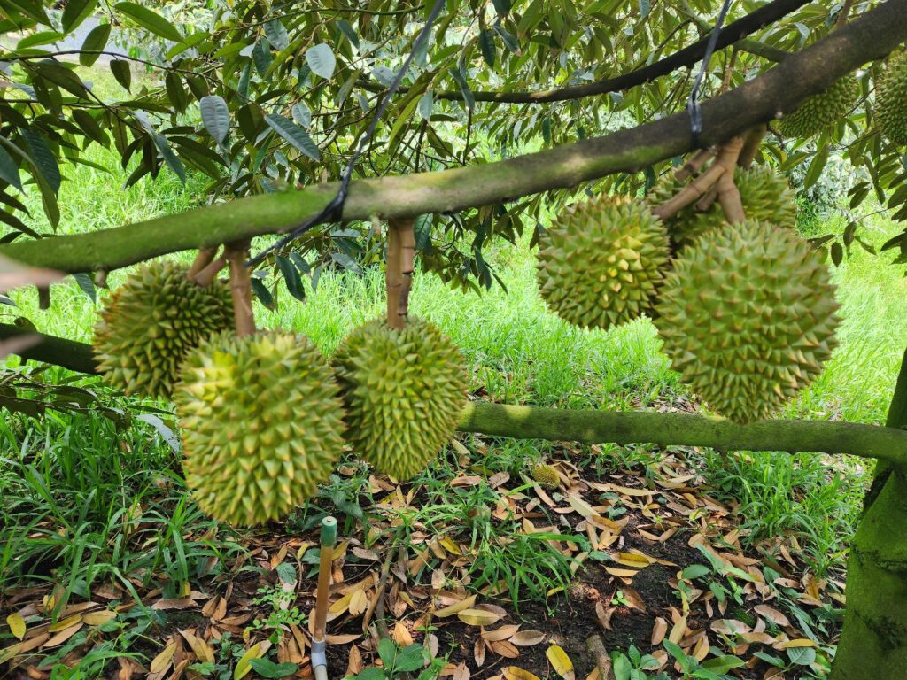 Giải pháp phòng trừ Thối trái Sầu Riêng