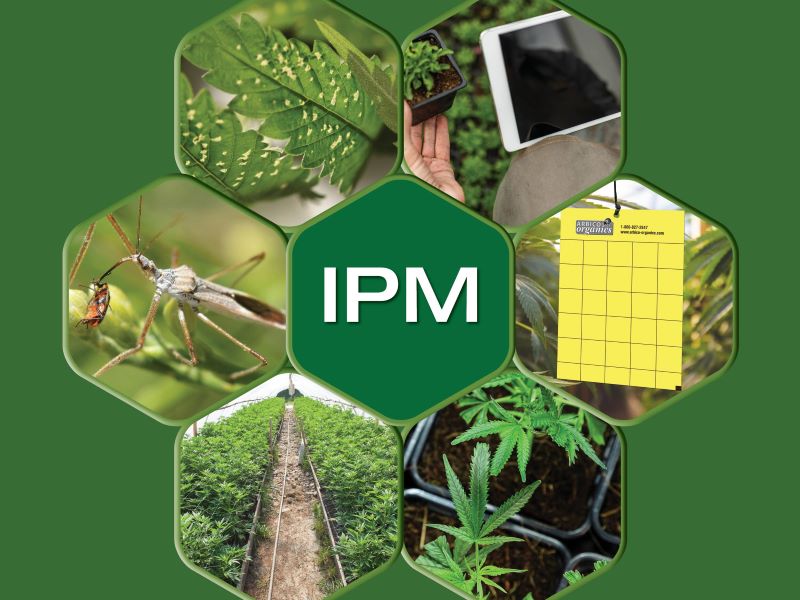 Quản lý dịch hại tổng hợp (IPM) trên cây lương thực