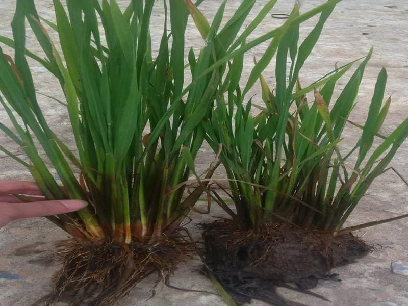 Một số triệu chứng bệnh lùa sọc đen hại lúa theo bộ NN&PTNT