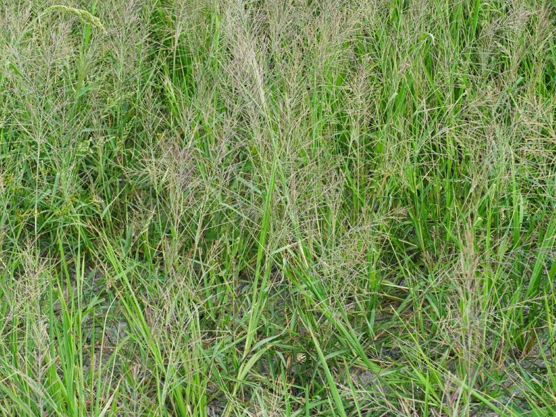 Quá trình sinh trưởng của cỏ đuôi phụng và biện pháp phòng trừ