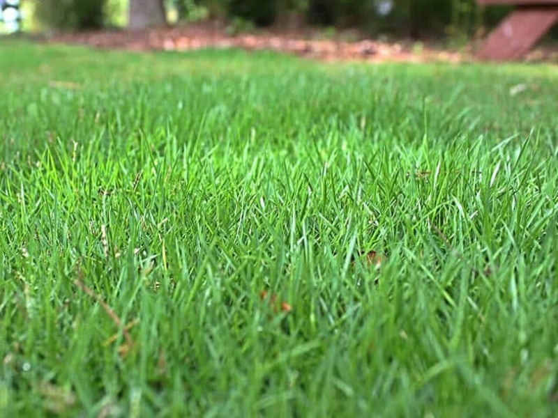Tìm hiểu quá trình sinh trưởng của cỏ lông heo và biện pháp diệt trừ