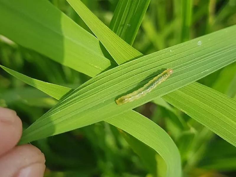 Tìm hiểu quá trình sinh trưởng của sâu phao và biện pháp phòng trừ