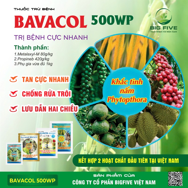 BAVACOL 500WP KHẮC TINH NẤM PHYTOPHTHORA TRỊ BỆNH CỰC NHANH