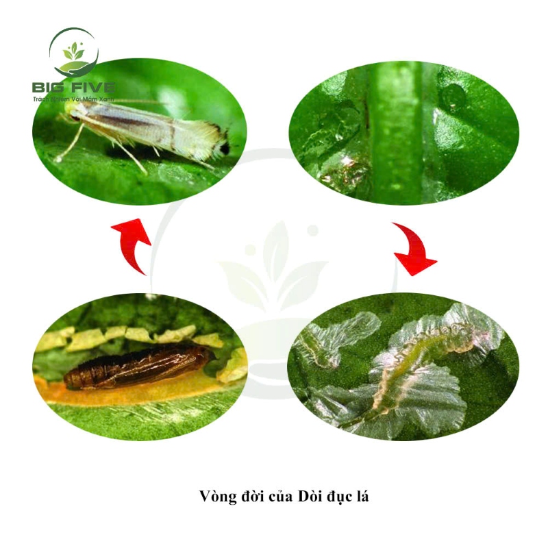 TÌM HIỂU VÒNG ĐỜI CỦA DÒI ĐỤC LÁ VÀ BIỆN PHÁP KIỂM SOÁT TRÊN ĐỒNG RUỘNG