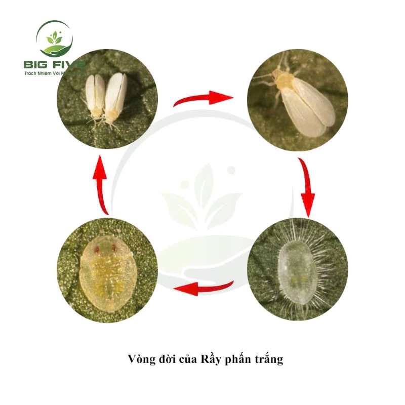 RẦY PHẤN TRẮNG: VÒNG ĐỜI, ĐẶC ĐIỂM GÂY HẠI, ĐIỀU KIỆN PHÁT SINH, BIỆN PHÁP PHÒNG TRỪ