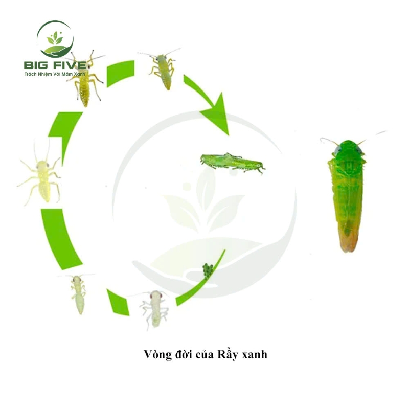 TÌM HIỂU VÒNG ĐỜI CỦA RẦY XANH VÀ CÁCH KIỂM SOÁT TRÊN ĐỒNG RUỘNG