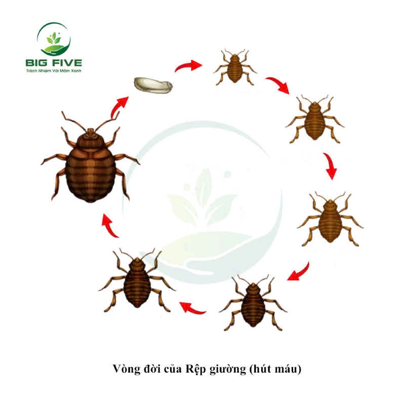TÌM HIỂU VÒNG ĐỜI CỦA RỆP GIƯỜNG VÀ CÁCH PHÒNG NGỪA, TIÊU DIỆT