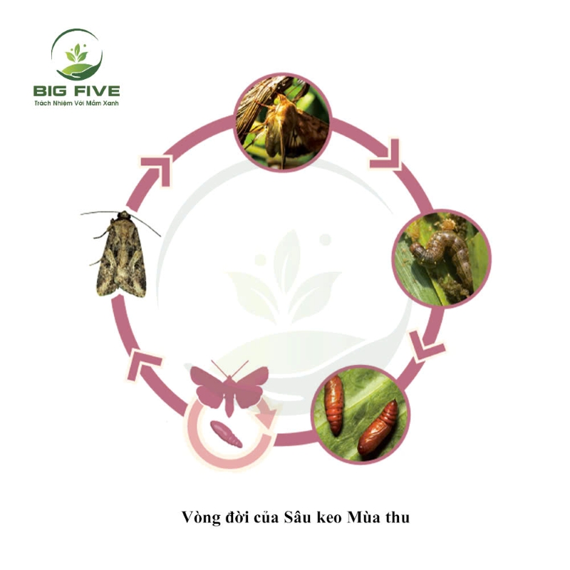 SÂU KEO MÙA THU: VÒNG ĐỜI SINH TRƯỞNG, ĐẶC ĐIỂM GÂY HẠI VÀ BIỆN PHÁP PHÒNG TRỪ