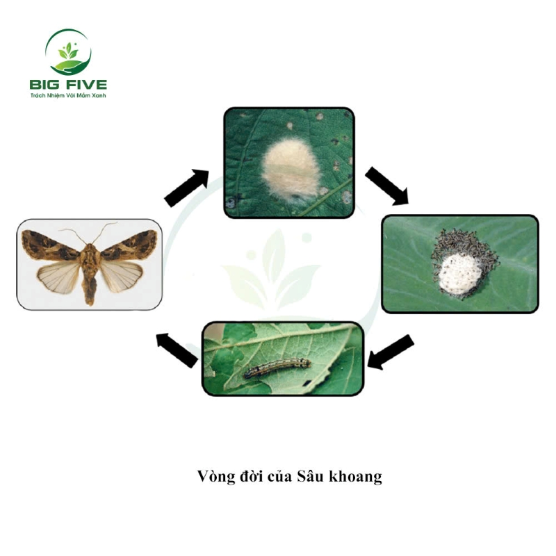 TÌM HIỂU VÒNG ĐỜI CỦA SÂU KHOANG, ĐẶC ĐIỂM GÂY HẠI VÀ CÁCH PHÒNG TRỪ