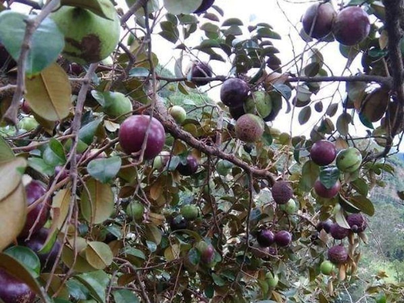 TÌM HIỂU ĐẶC ĐIỂM BỆNH THỐI TRÁI VÚ SỮA VÀ CÁCH PHÒNG NGỪA