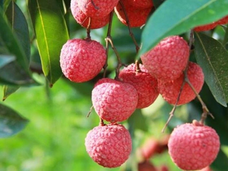 SÂU ĐỤC CUỐNG QUẢ VẢI: QUÁ TRÌNH SINH TRƯỞNG, ĐẶC ĐIỂM GÂY HẠI VÀ BIỆN PHÁP PHÒNG TRỪ