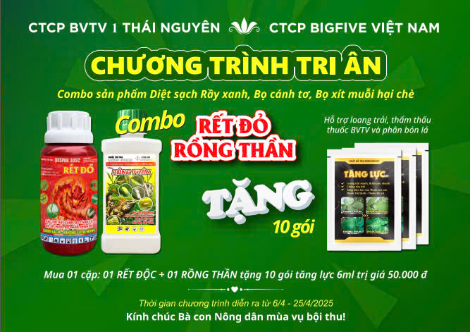 🌿 BIGFIVE VIỆT NAM PHỐI HỢP BVTV1 THÁI NGUYÊN – LAN TỎA GIÁ TRỊ THIẾT THỰC ĐẾN TẬN VƯỜN CHÈ 🌿